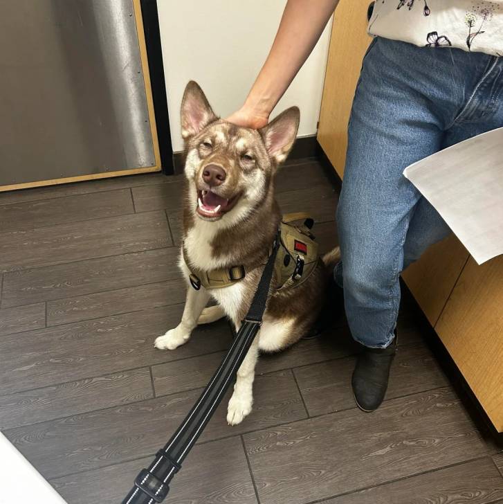 Un Husky Sibérien assis sur un parquet portant un harnais et tenu en laisse