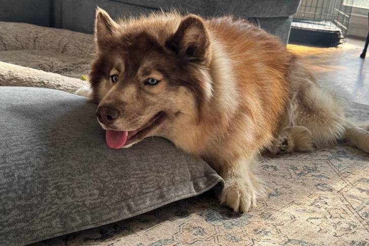 Un Husky Sibérien allongé sur une moquette et tirant légèrement la langue