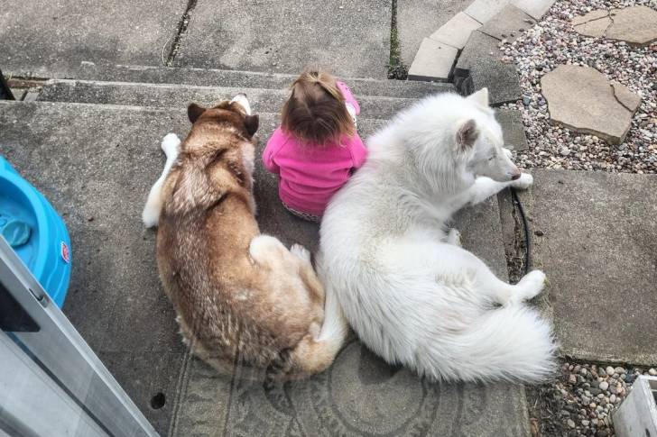 Deux Husky Sibérien allongés à côté d'une petite fille