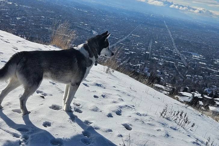 Un Husky Sibérien sur un terrain herbeux et portant un collier autour du cou