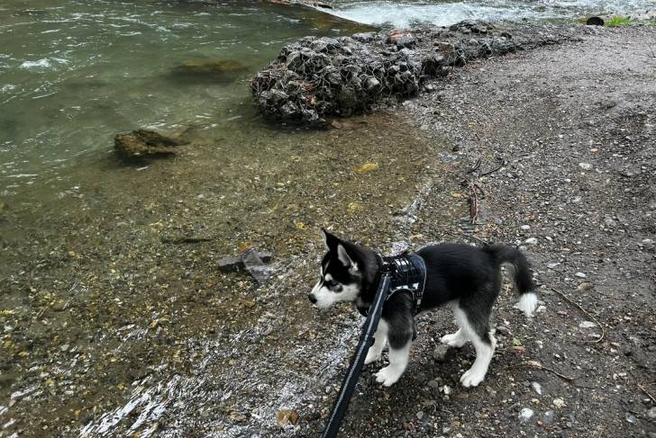 Un chiot Husky Sibérien admirant une étendue d'eau et tenu en laisse