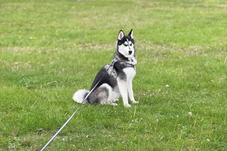 Un Husky Sibérien assis sur un terrain herbeux et tenu en laisse