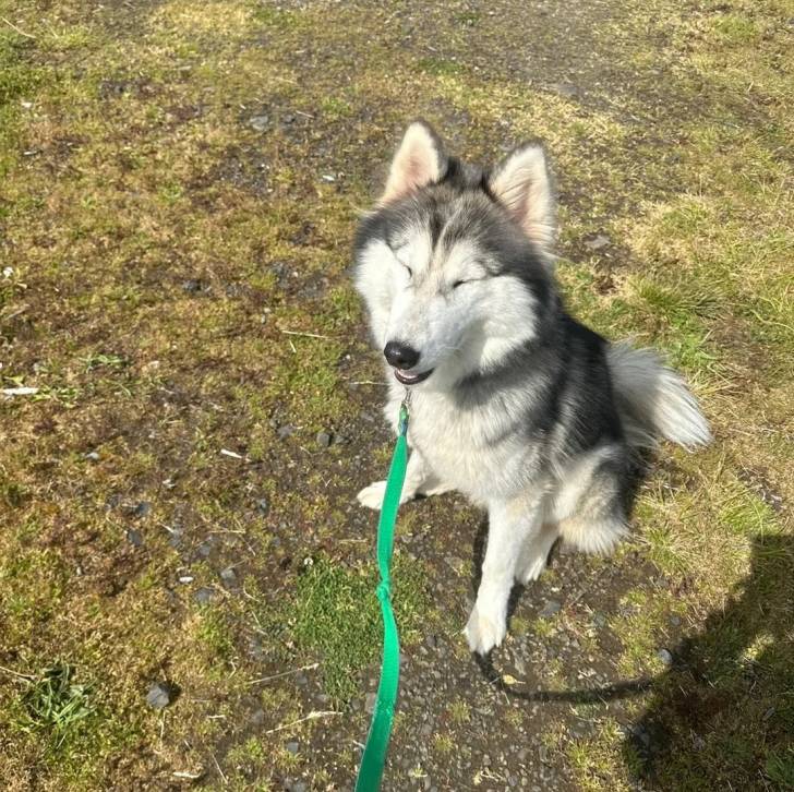 Un Husky Sibérien assis sur un terrain herbeux et tenu en laisse