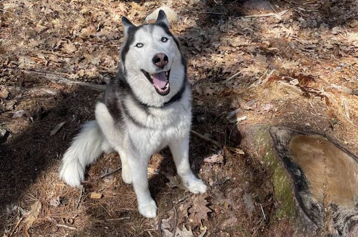 Un Husky Sibérien assis sur un terrain herbeux et ayant la gueule ouverte