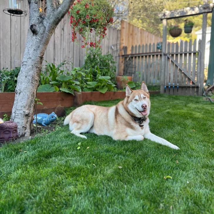 Un Husky Sibérien allongé sur un terrain herbeux et portant un collier autour du cou