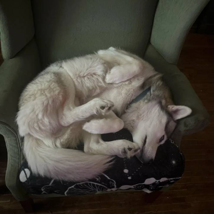 Un Husky Sibérien allongé sur un fauteuil et portant un collier autour du cou