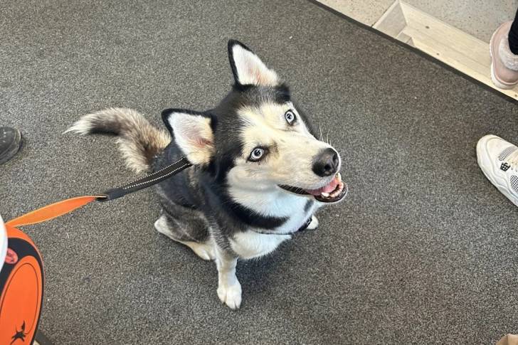 Un Husky Sibérien assis sur une moquette et tenu en laisse