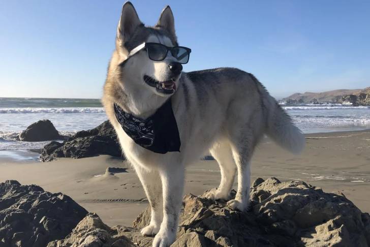 Un Husky Sibérien sur une roche portant un foulard autour du cou et des lunettes aux yeux