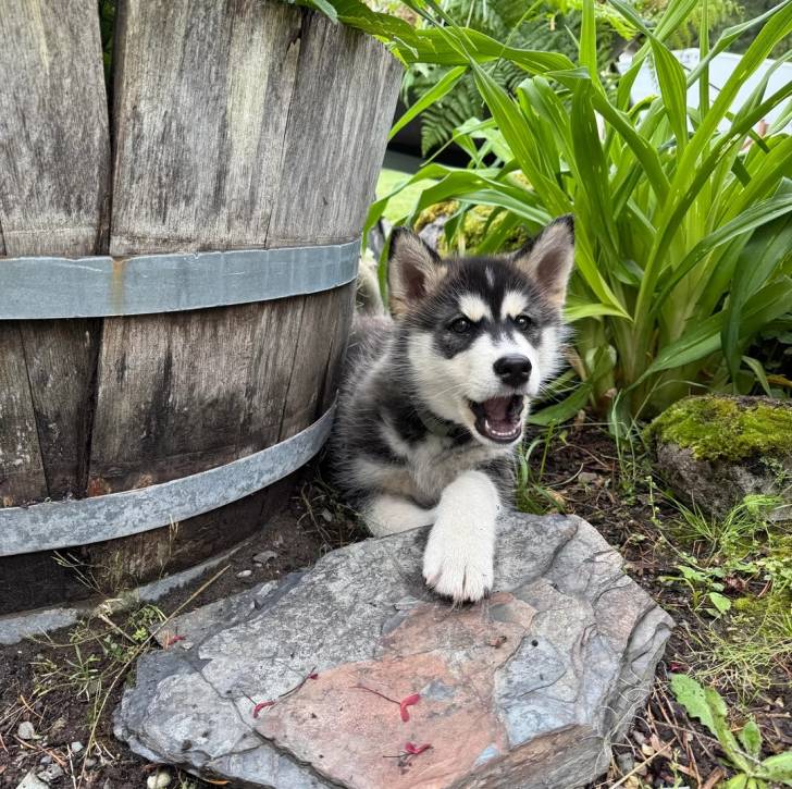 Un Husky Sibérien allongé à côté d'un pot de fleurs et ayant la gueule ouverte