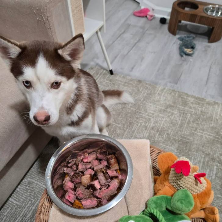 Un Husky Sibérien assis sur un tapis