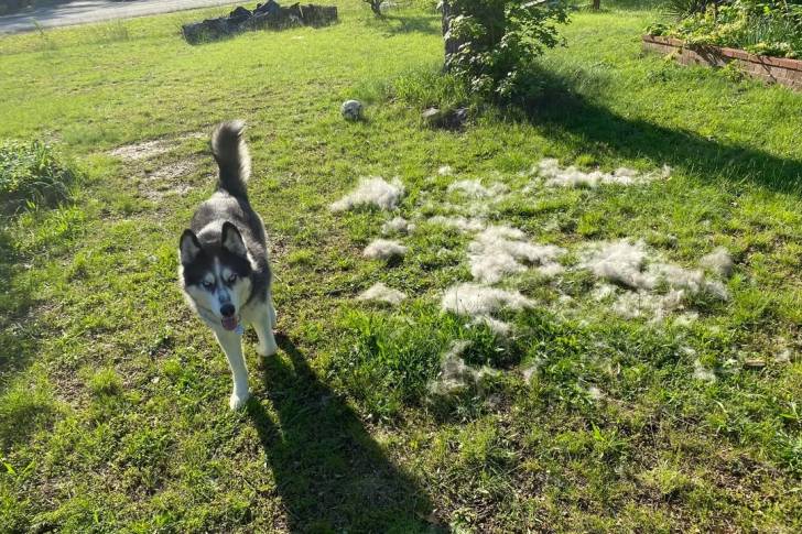 Un Husky Sibérien marchant sur un terrain herbeux et portant un collier autour du cou