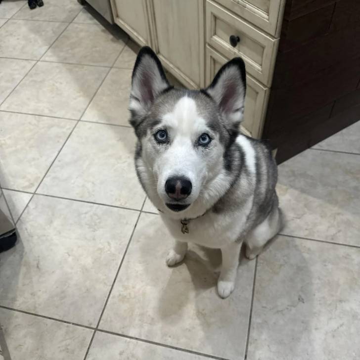 Un Husky Sibérien assis sur un sol carrelé et portant un collier autour du cou