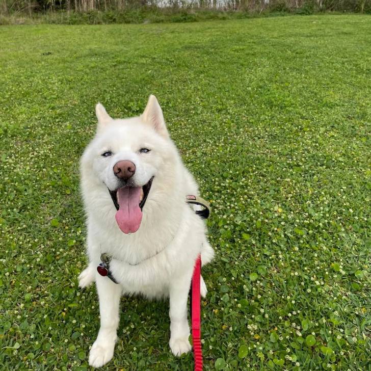 Un Husky Sibérien assis sur un terrain herbeux et tirant la langue