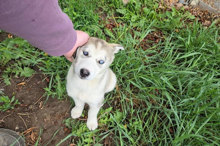 Un Husky Sibérien assis sur un terrain herbeux et se faisant caresser les poils