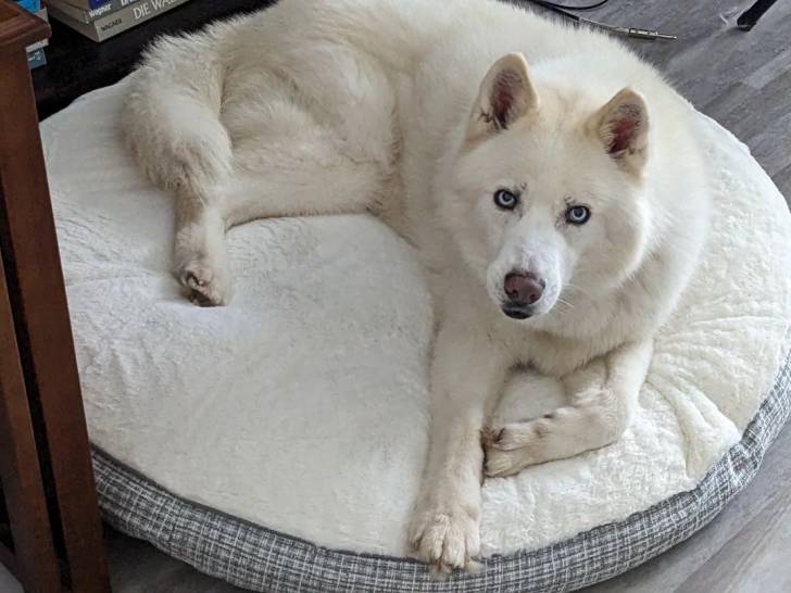 Un Husky Sibérien allongé sur un panier et regardant vers la caméra