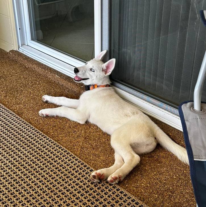 Un Husky Sibérien allongé à côté d'une porte et portant un collier autour du cou