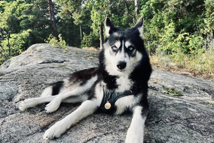 Un Husky Sibérien allongé sur un rocher et portant un harnais