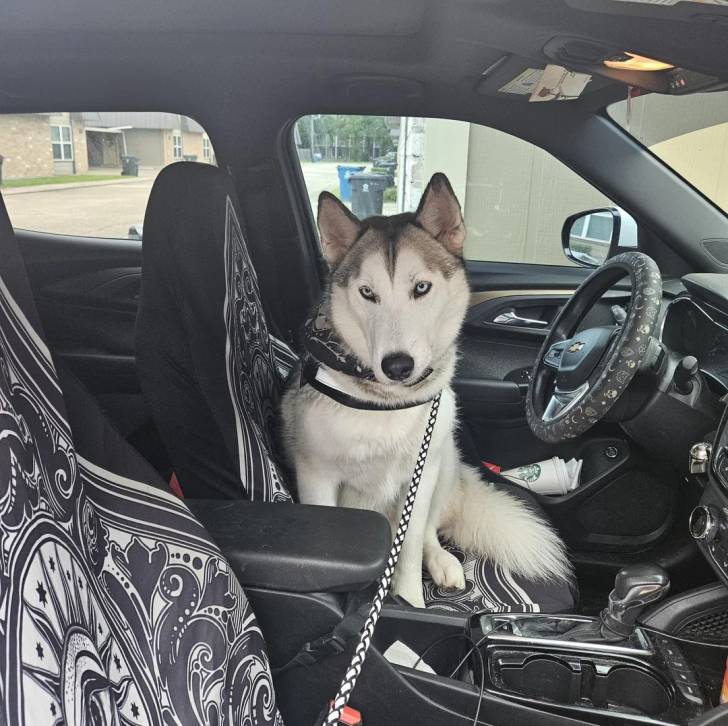 Un Husky Sibérien assis sur le siège d'un véhicule et tenu en laisse