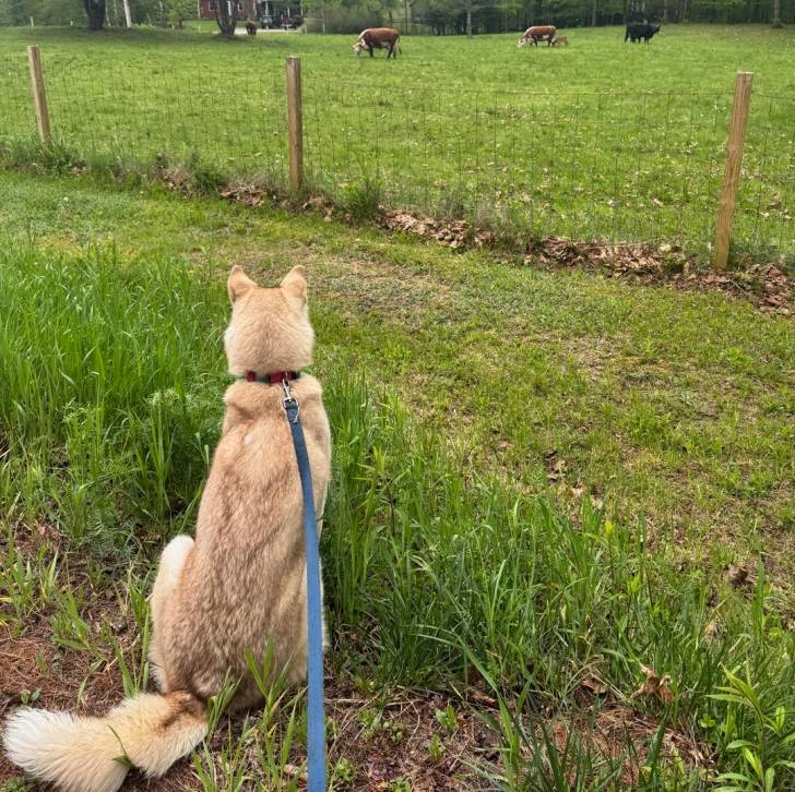 Un Husky Sibérien assis de dos sur un terrain herbeux et tenu en laisse