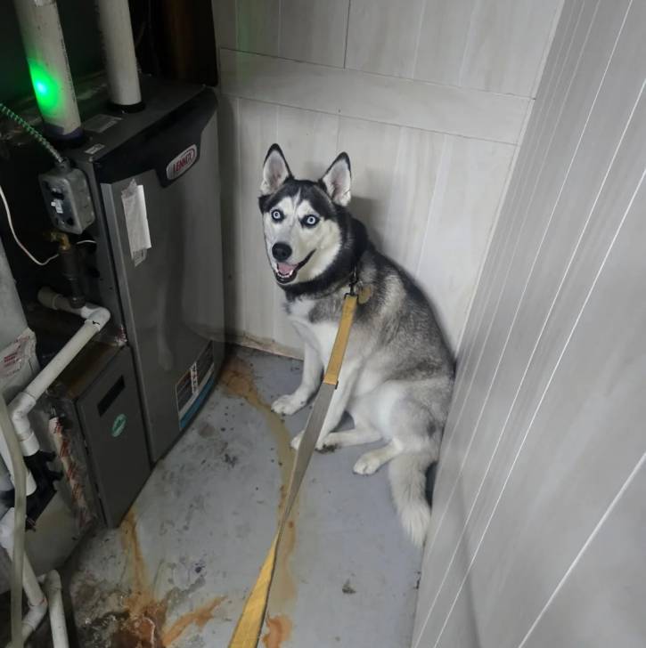 Un Husky Sibérien assis et tenu en laisse