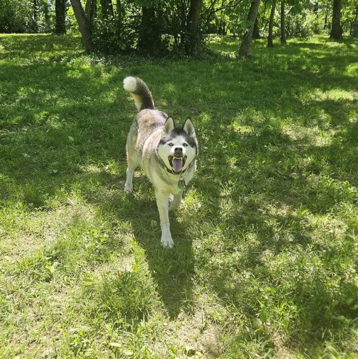 Un Husky Sibérien marchant sur un terrain herbeux et ayant la gueule ouverte