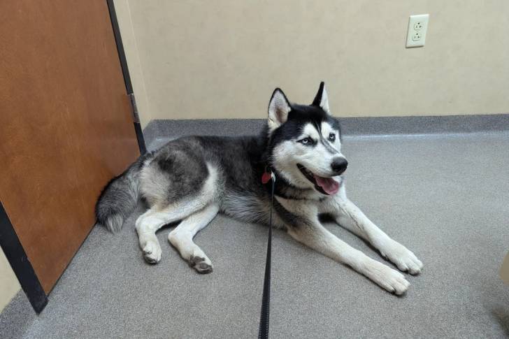 Un Husky Sibérien allongé sur une moquette et tenu en laisse