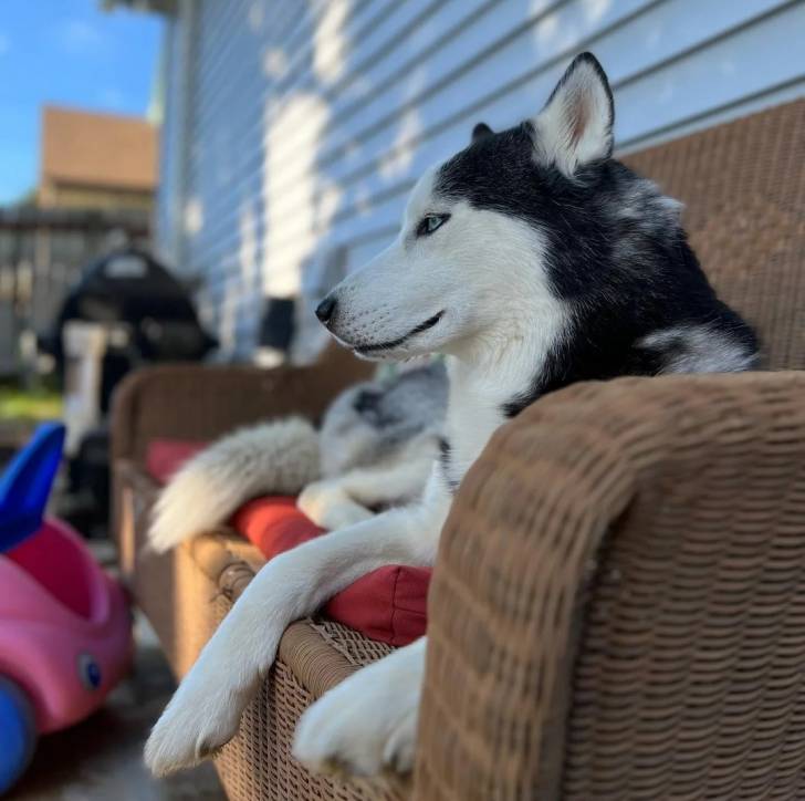 Un Husky Sibérien allongé sur un canapé