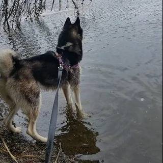 Un Husky Sibérien sur l'eau et tenu en laisse