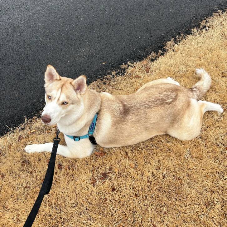 Un Husky Sibérien allongé sur un terrain herbeux et tenu en laisse