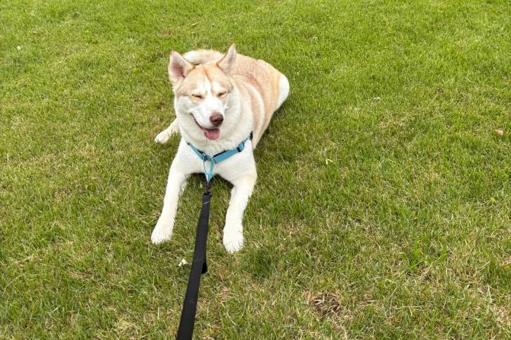 Un Husky Sibérien allongé sur un terrain herbeux et tenu en laisse