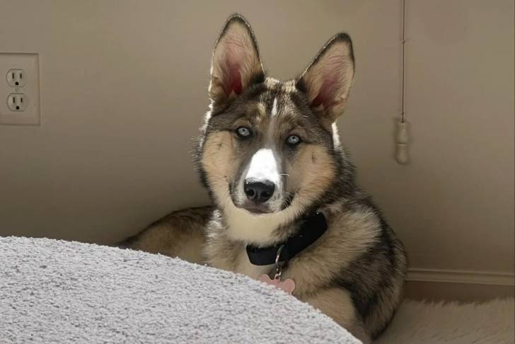 Un Husky Sibérien allongé et portant un collier autour du cou