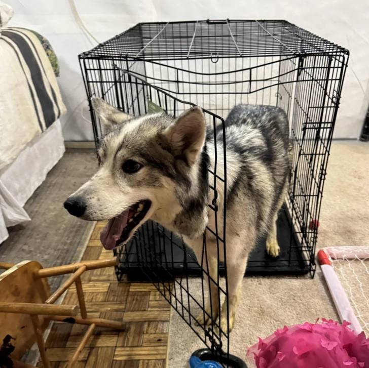 Un Husky Sibérien à l'intérieur d'une cage