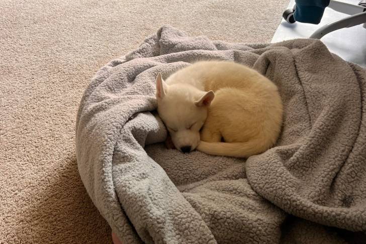 Un chiot Husky Sibérien allongé sur une couverture et semblant dormir