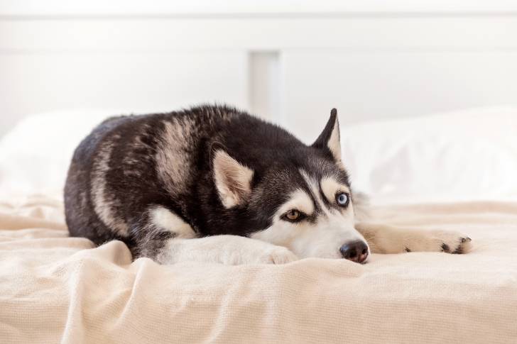 Photo Husky Sibérien