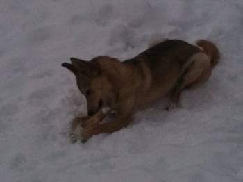 ange - Husky Sibérien (1 an)