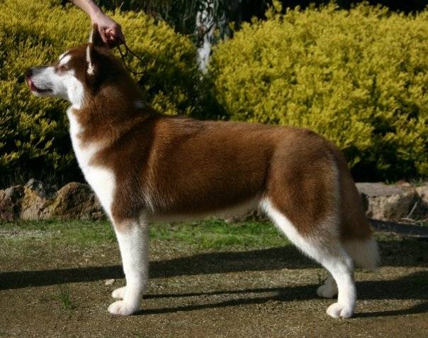 saphire du primtemps des oliver - Husky Sibérien (4 ans)