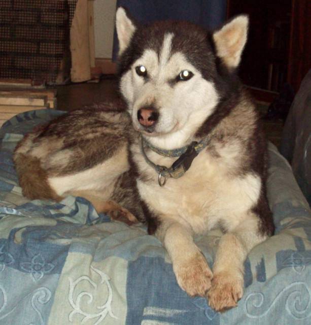 kolyma - Husky Sibérien (8 mois)
