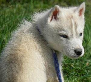 Apache ( quand elle était petite) - Husky Sibérien (3 mois)