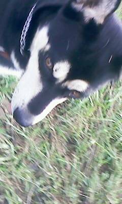 Lambrouille - Husky Sibérien (1 an)