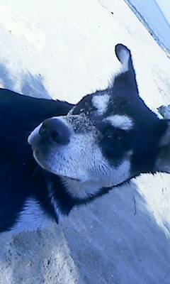 Lambrouille - Husky Sibérien (1 an)