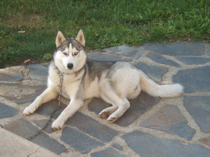 Flaya - Husky Sibérien (7 mois)