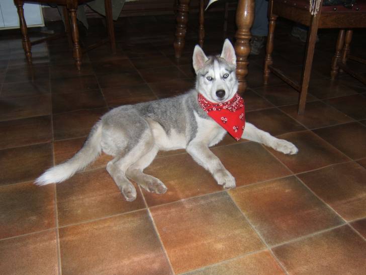 Flaya - Husky Sibérien (4 mois)