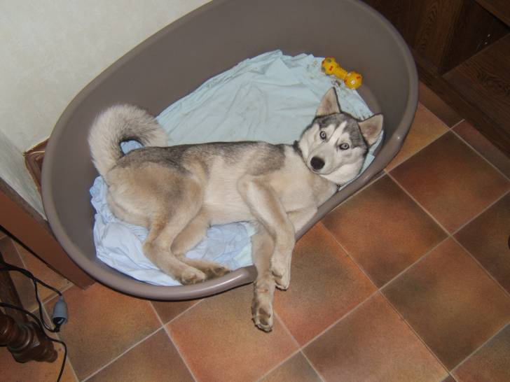 Flaya - Husky Sibérien (4 mois)