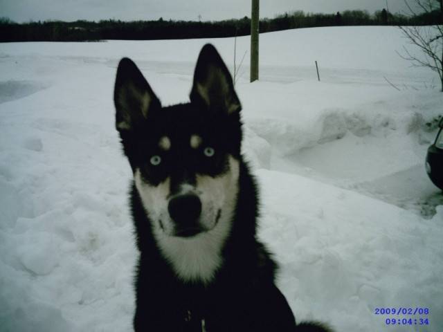 LYLI - Husky Sibérien (2 mois)
