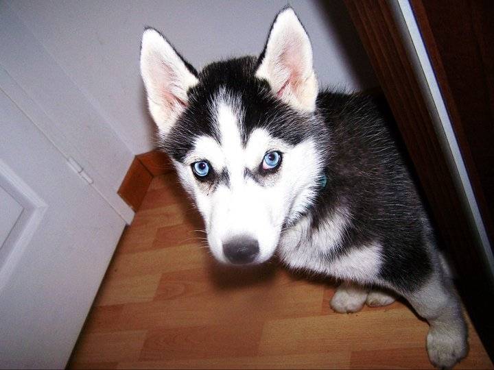 inna - Husky Sibérien (7 mois)