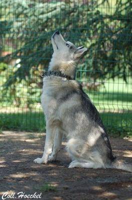 Vicky Of pack Ice-Wolves - Husky Sibérien (3 ans)