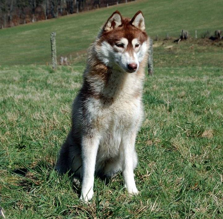 E'Dandy Beauty dite Laïa Of Pack Ice Wolves - Husky Sibérien (2 ans)