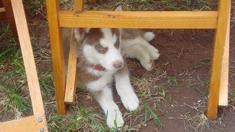 Sid - Husky Sibérien Mâle (5 mois)