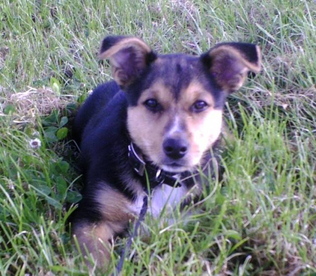rex - Husky Sibérien Mâle (9 ans)
