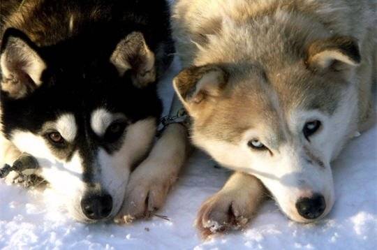 Angel et beauty - Husky Sibérien